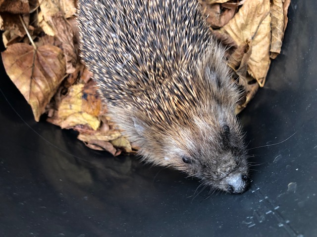 Igel übernachtet in unserer Schule