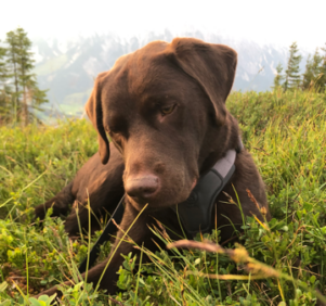 Schulhund Foto - Anton