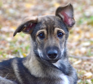 Schulhund Foto - Lupo