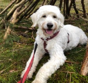 Schulhund Foto - Paula